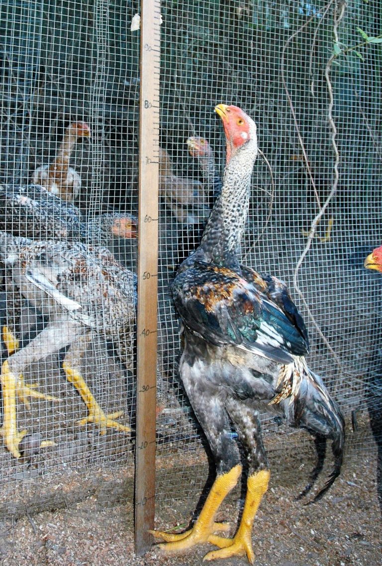 What is the Malay? Backyard Poultry